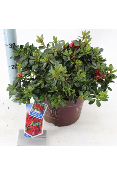 Саджанець рододендрона Анкор Отм Фаєр